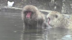 Schneeaffen baden  heiße Quelle in Japan　　snow monkey in japan 長野県渋温泉　地獄谷野猿公苑