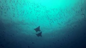 Guraidhoo corner, Kaafu atoll Maldives