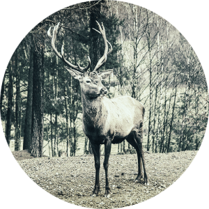 deer2-1 3