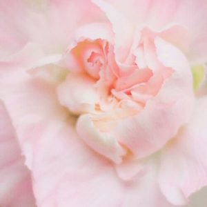 rose 3
