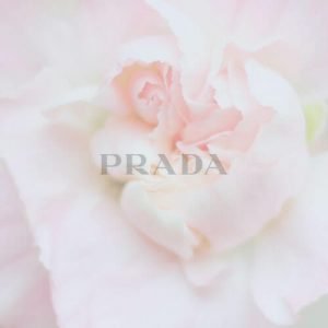 rose_logo-1 3