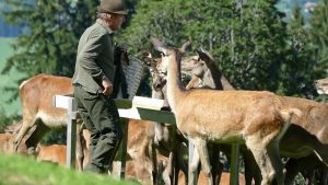 Naturerlebnis | Unser Rotwildgehege