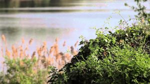 Le Ali del Frassino - The Nature's Way Resort