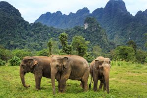 elephanthillstentedcamp16 3