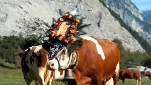 Almabtrieb am Achensee