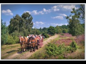 Lüneburger Heide Impressionen 2015