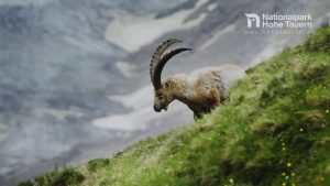Steinwild im Nationalpark Hohe Tauern