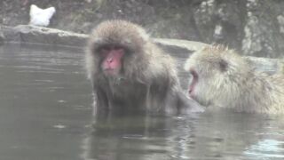 Schneeaffen baden  heiße Quelle in Japan　　snow monkey in japan 長野県渋温泉　地獄谷野猿公苑