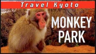 Iwatayama Monkey Park Kyoto - Japan SNOW MONKEYS!