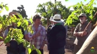 Eco Finca Tecina -   Moringa!
